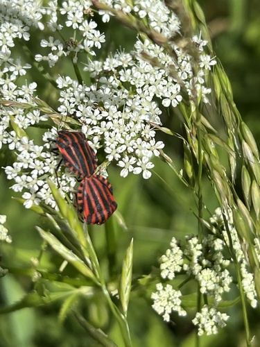 Continental Striped Shield Bug