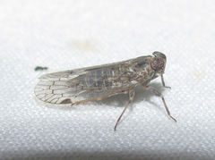 Melanoliarus aridus