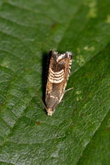 Grapholita compositella