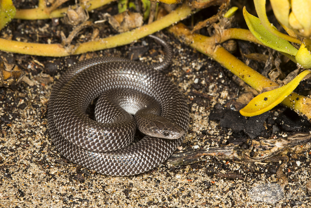 Cape Wolf Snake