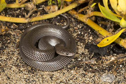 Cape Wolf Snake