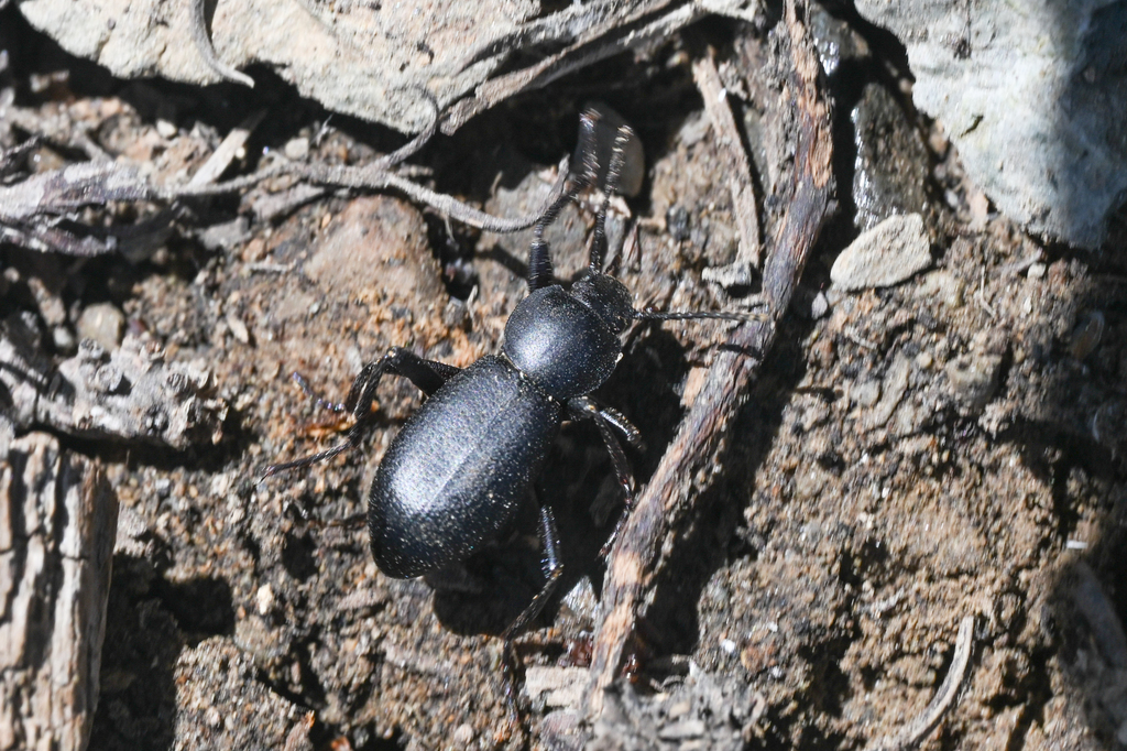 Eleodes panamintensis