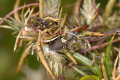 Grapholita internana