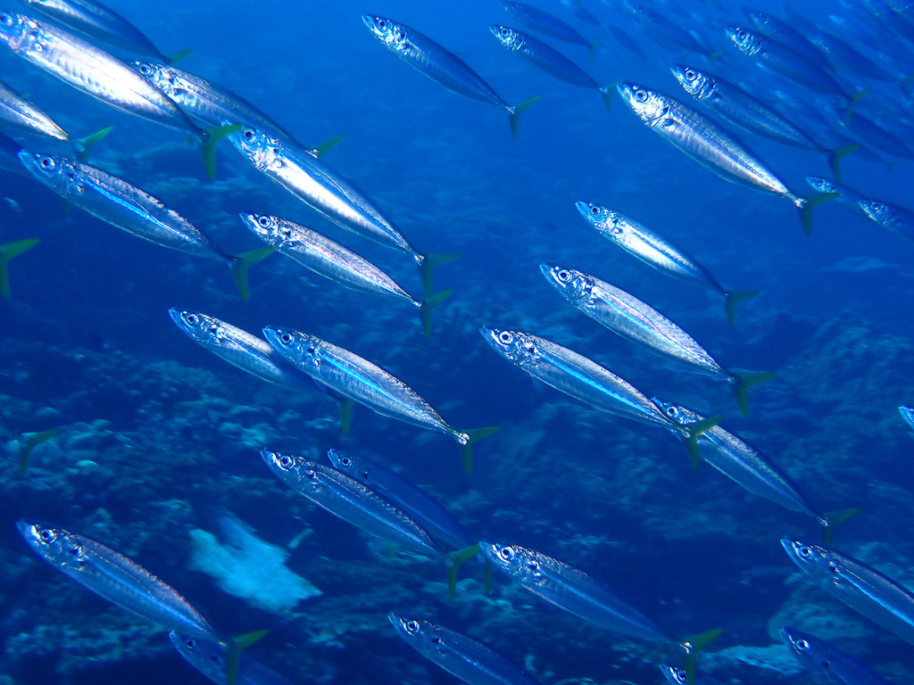 Cigarfish (Decapterus macarellus)