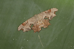 Calledapteryx dryopterata