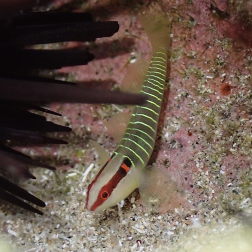 Greenband goby (Tigrigobius multifasciatus) — Gobiidae — 5
