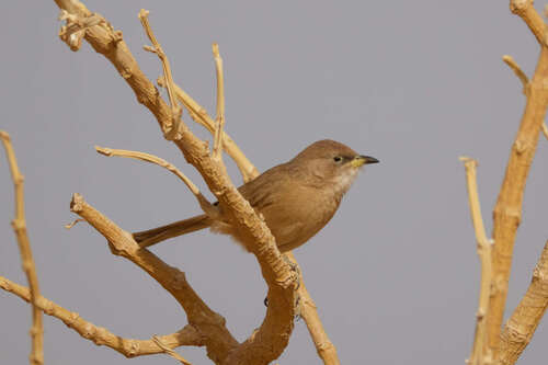 iNaturalist image