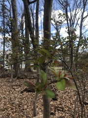 Photinia × fraseri