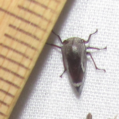 Ophiderma