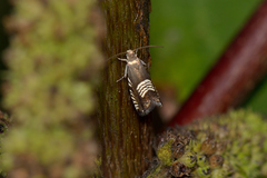 Grapholita compositella