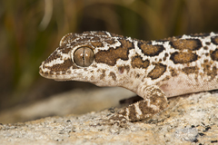 Pachydactylus oculatus