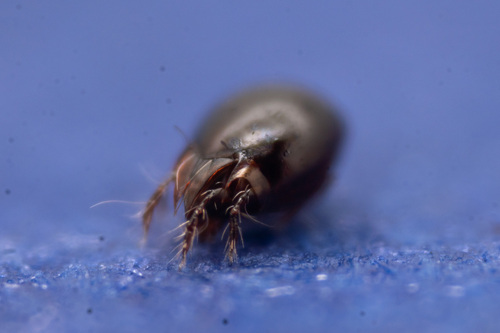 Achipteria coleoptrata