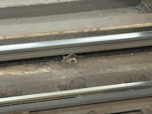 Rat photographed near here on 2026-06-01