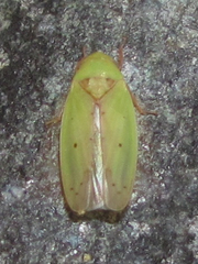 Ponana