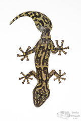 Afroedura hawequensis