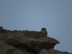 Athene noctua lilith