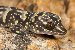 Afroedura hawequensis