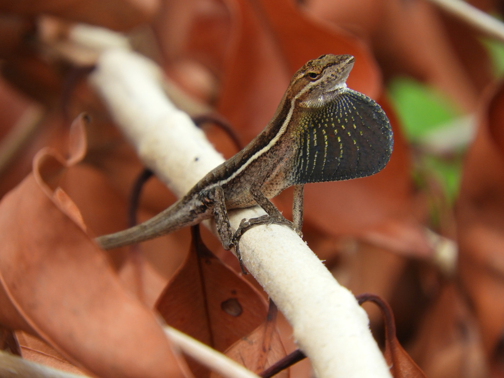 Grass Anole