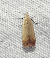 Anacampsis fullonella