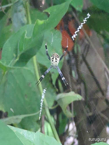 Argiope dang