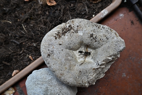 Asian Mud-dauber Wasp