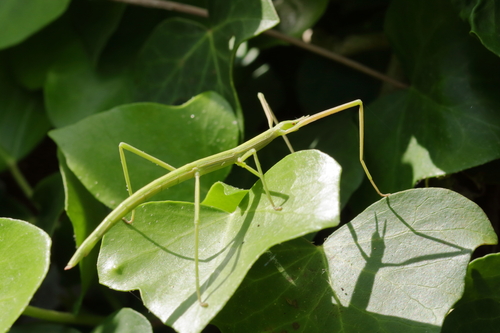 French stick insect