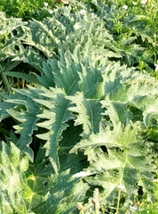 Cynara syriaca
