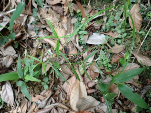 Scleromitrion tenelliflorum observed 2026-06-01