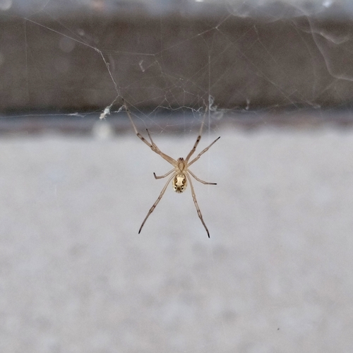 Western Black Widow