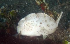Antennarius hispidus