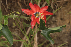 Passiflora manicata