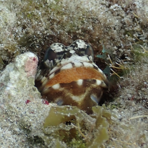 Mottled jawfish (Opistognathus maxillosus) — Opistognathidae — 4
