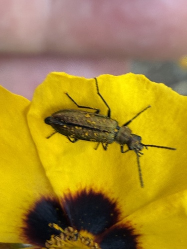 Lobonyx aeneus