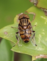 Eristalinus barclayi
