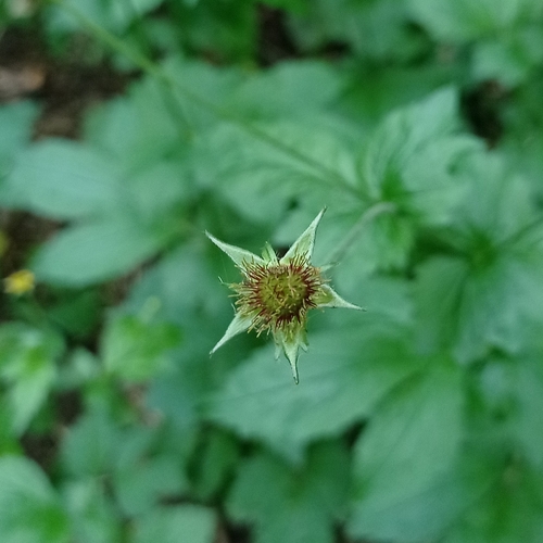 Wood Avens
