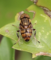Eristalinus barclayi