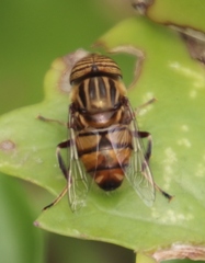 Eristalinus barclayi