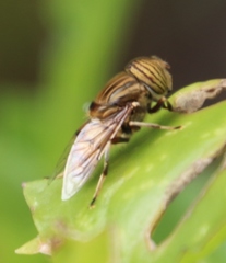 Eristalinus barclayi