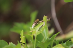 Eristalinus barclayi