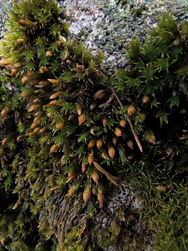 Orthotrichum cupulatum observed 2026-06-01