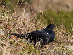 Lyrurus mlokosiewiczi