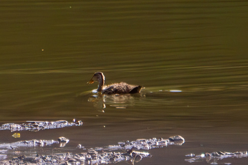 Canard à bec tacheté, jeune