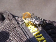 Colletes dimidiatus