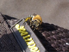Colletes dimidiatus