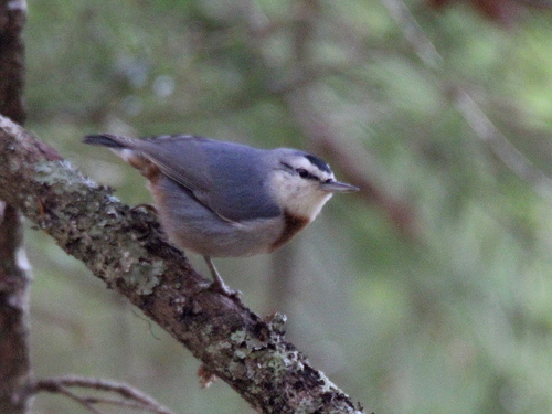 Krüper's Nuthatch, photo 4 of 8