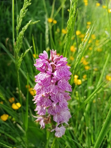 heath spotted orchid