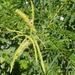 Acacia flava