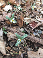 Trillium nivale