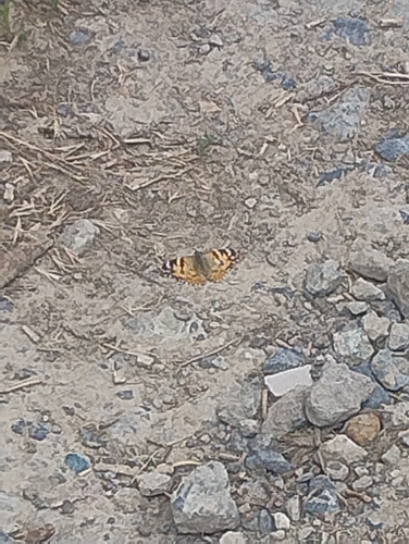 Painted Lady