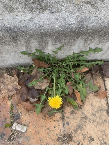 common dandelion